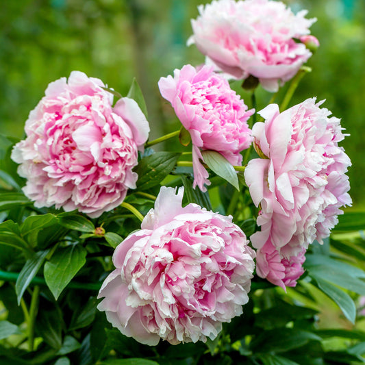 Pfingstrose 'Sarah Bernhardt' - Paeonia x lactiflora Sarah Bernhardt - Stauden