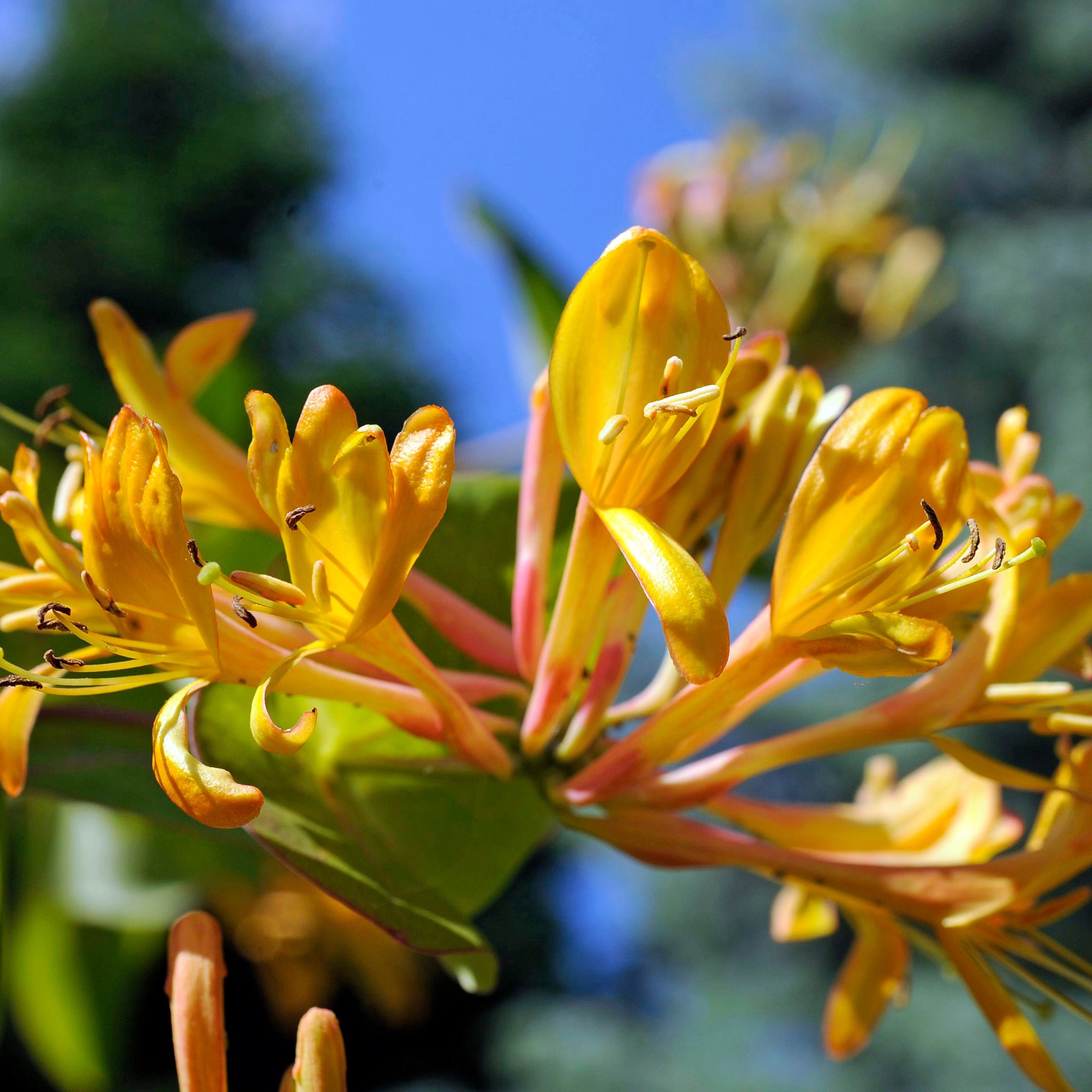 philodendron boogie Philodendron Jungle Boogie - How to Care for Philodendron Jungle Boogie
