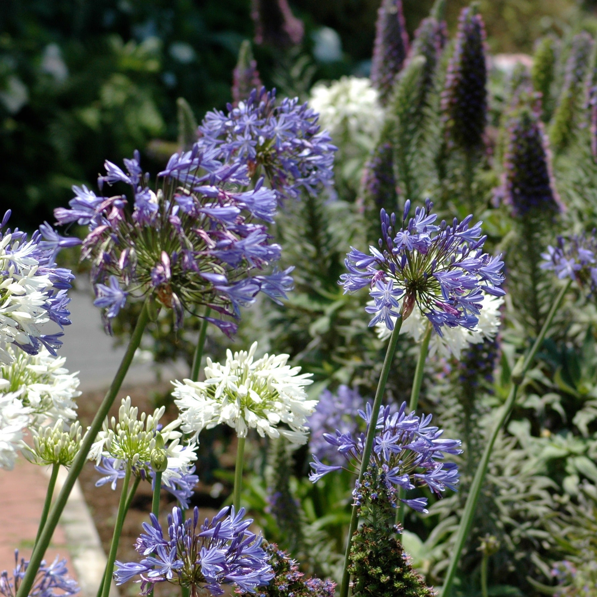 schmucklilie düngen hornspäne Schmucklilie (x3) - Agapanthus