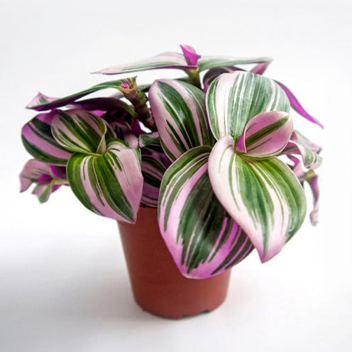 Weißblühendes Tradescantia Nanouk - Bakker