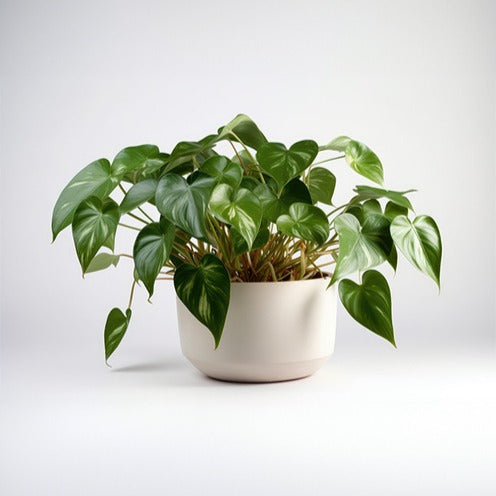 Philodendron scandens - Philodendron scandens