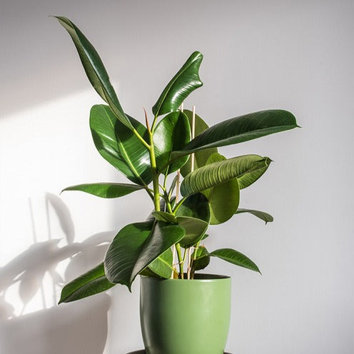 Gummibaum Robusta - Ficus elastica Robusta