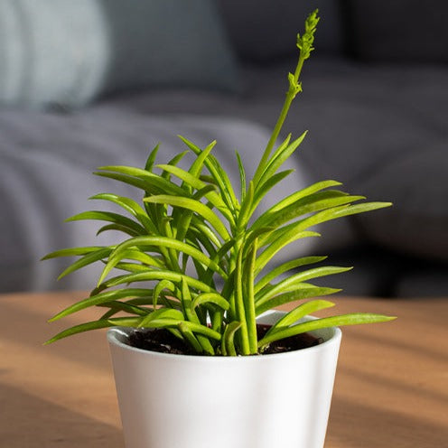 Barberton-Greiskraut - Senecio Himalaya