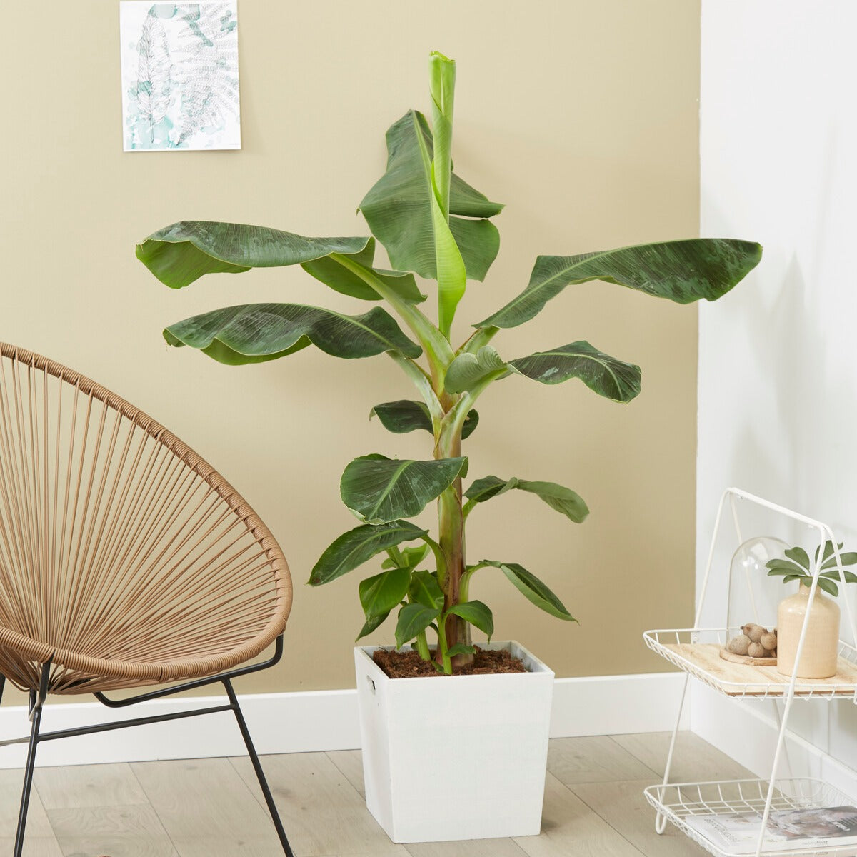 Zwergbanane 'Dwarf Cavendish'
