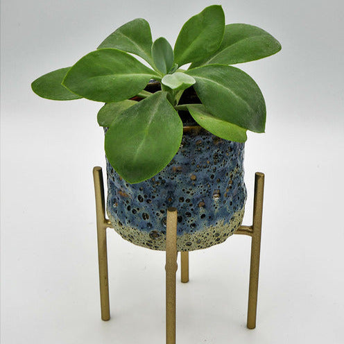 Greiskraut - Senecio cephalophorus