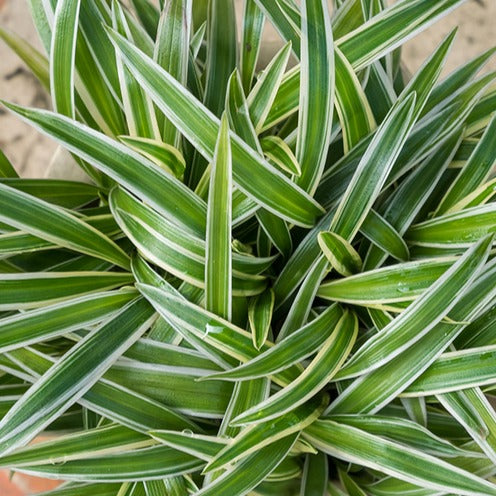Grünlilie 'Ocean' - Chlorophytum comosum Ocean