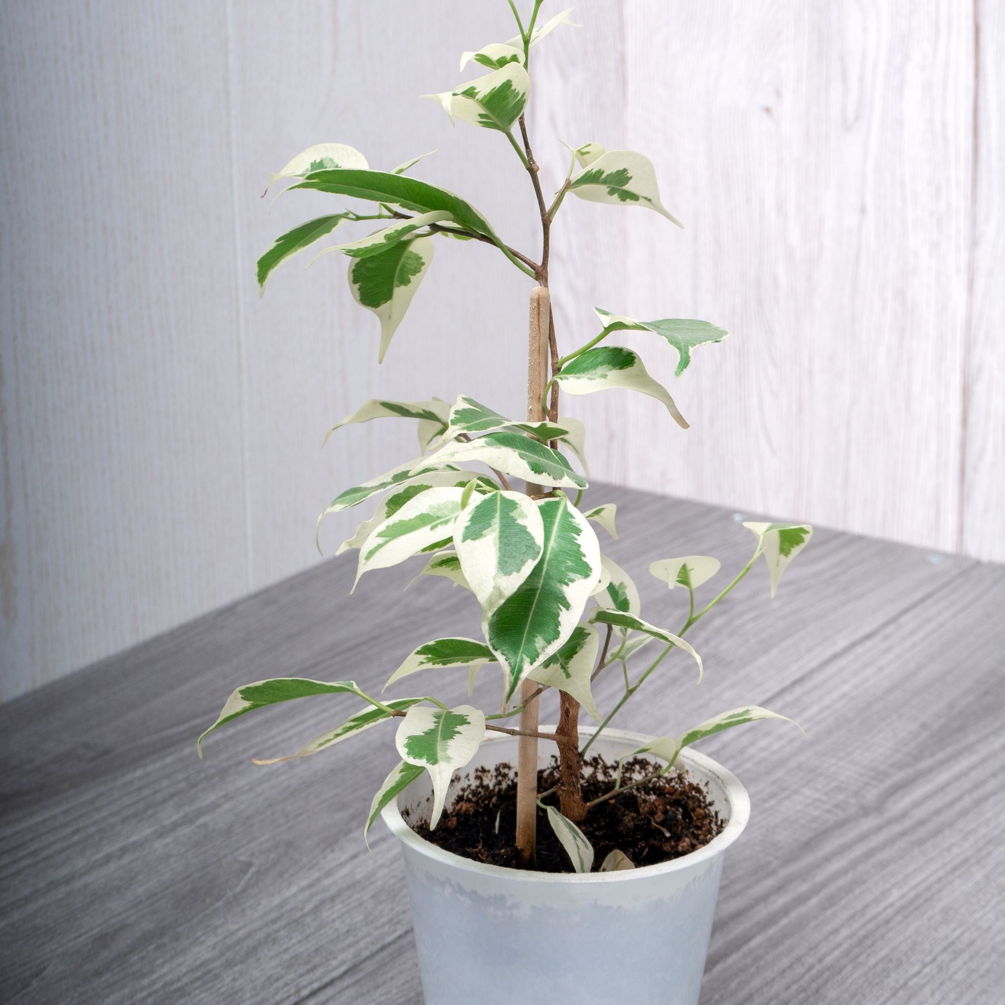 Birkenfeige 'Twilight' - Ficus benjamina Twilight