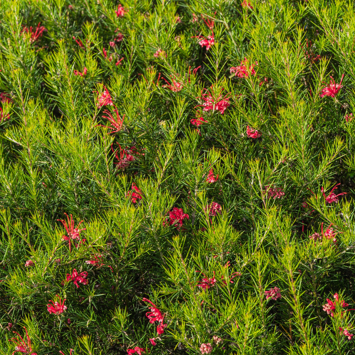 Grevillea juniperina - Grevillea juniperina - Bakker