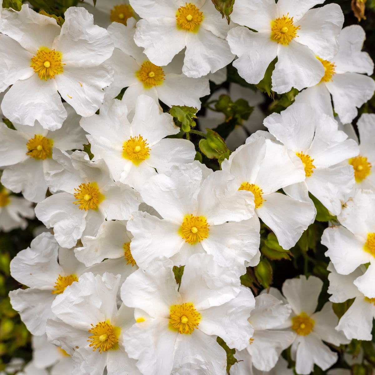Cistus corbariensis - Korsische Zistrose - Cistus - Zistrose