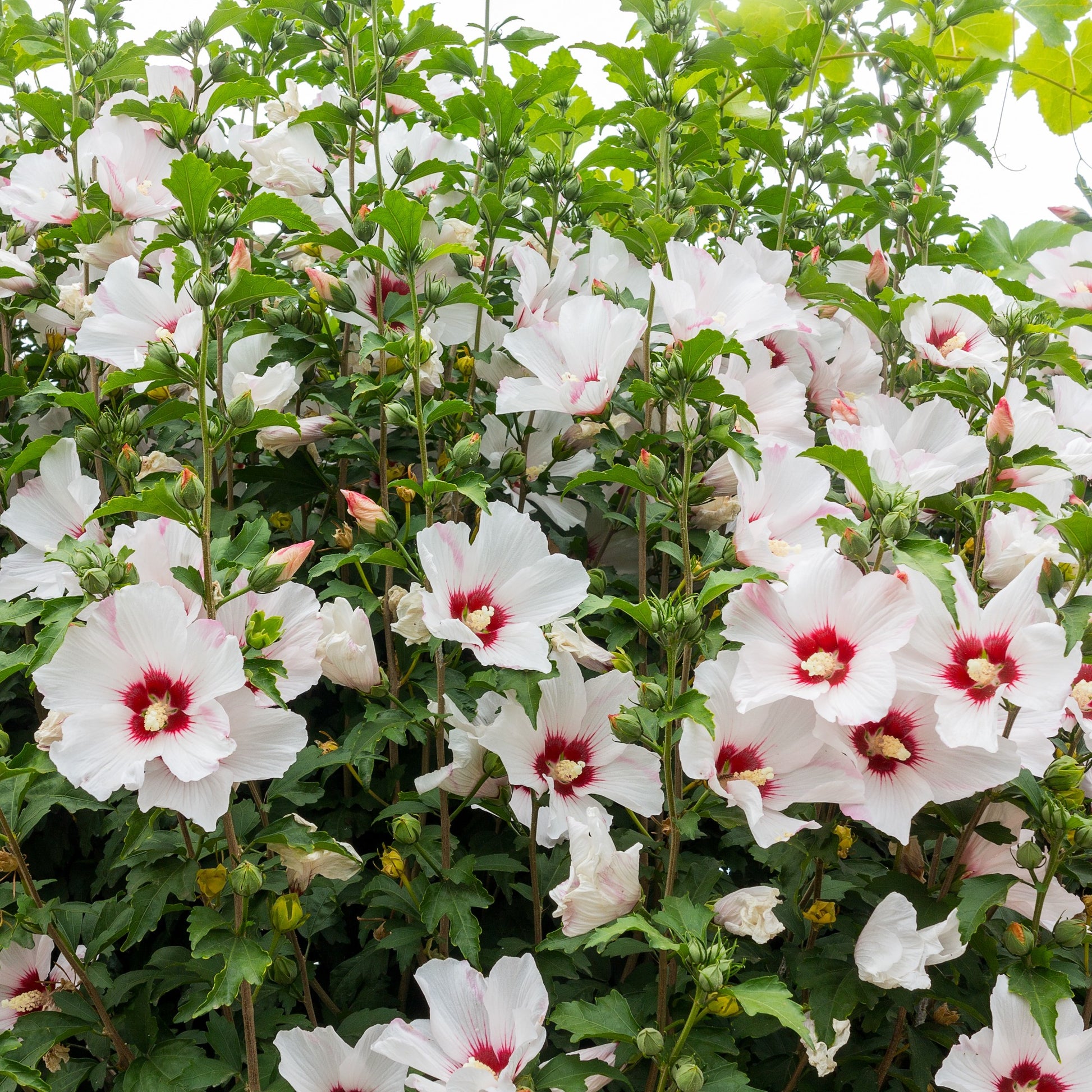 Hibiscus syriacus - Hibiskus-Stämmchen weiß/rot - Hibiskus