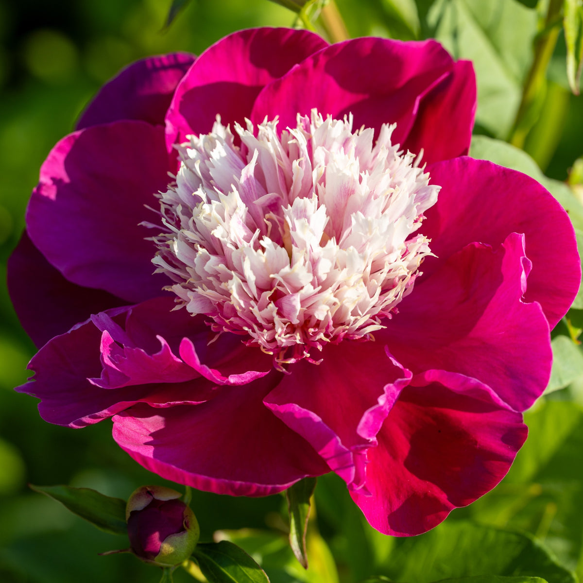Pfingstrose White Cap - Paeonia lactiflora White Cap - Bakker
