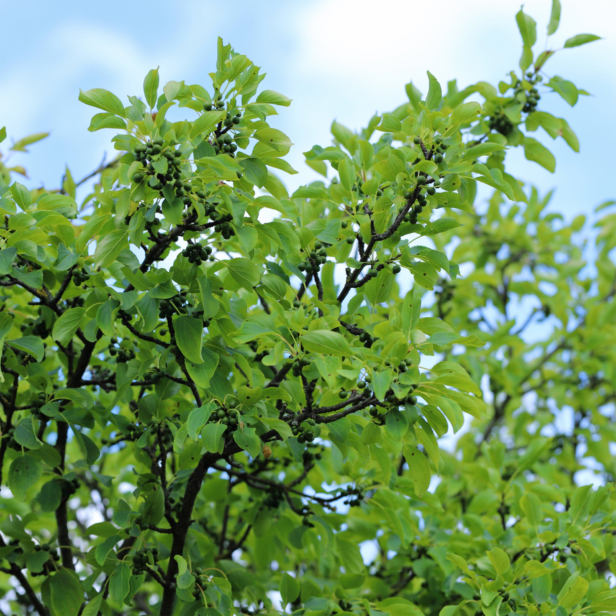 stechpalmen-kreuzdorn Kreuzdorn - Rhamnus cathartica