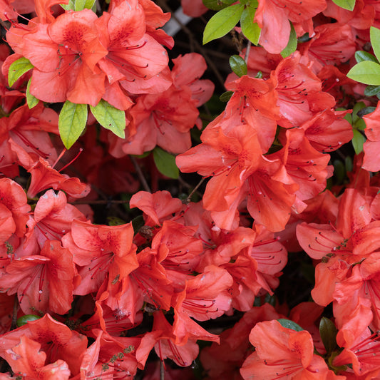 Japanische Azalee Orange Surprise - Bakker