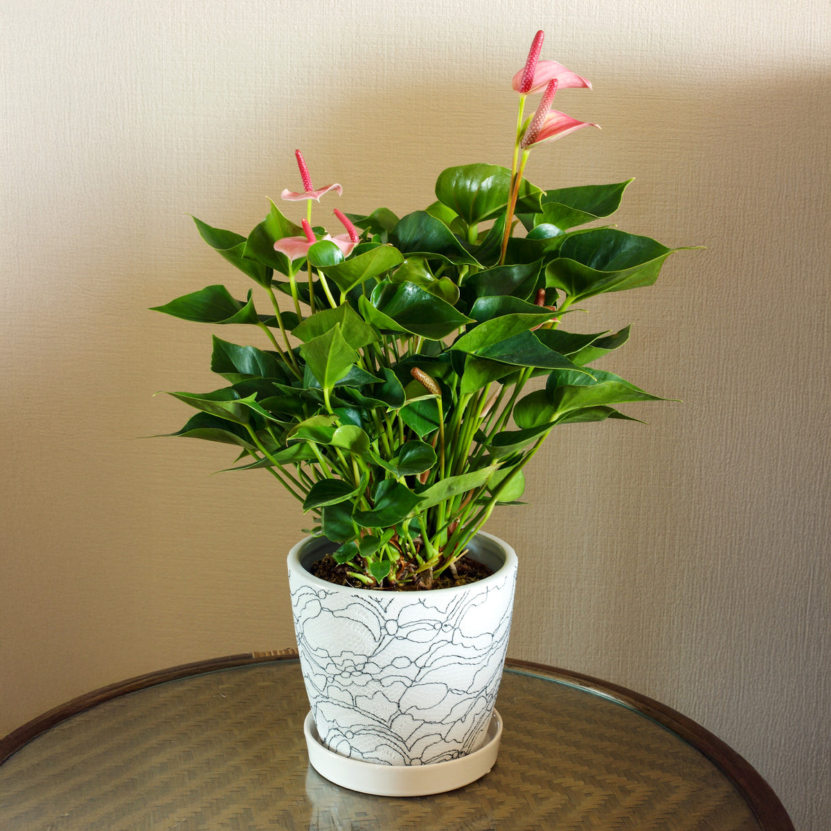 Pink Flamingoblume / Anthurium pink - Anthurium andreanum Sweet Dream - Bakker