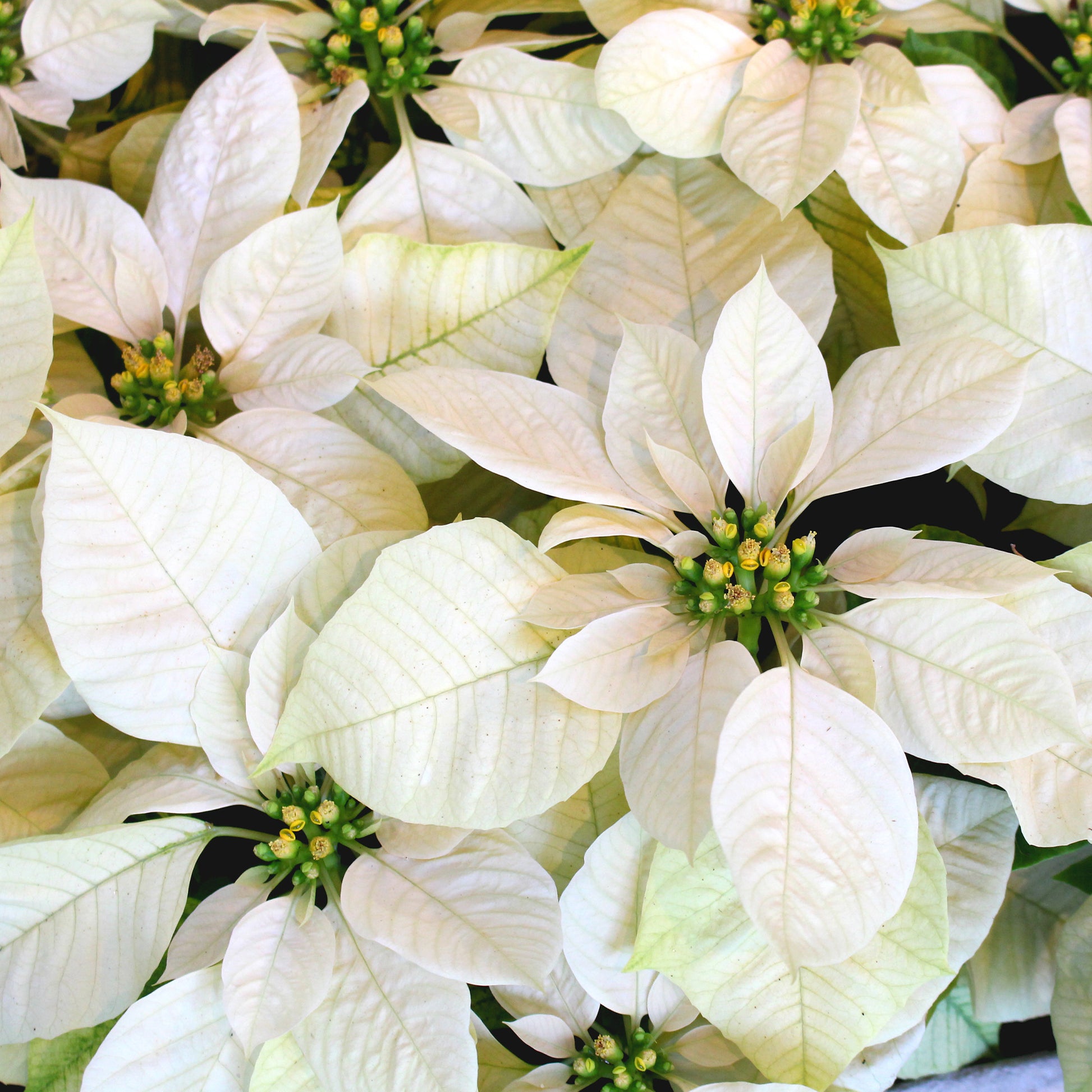 Weiße Poinsettia - Poinsettia Blanc - Bakker