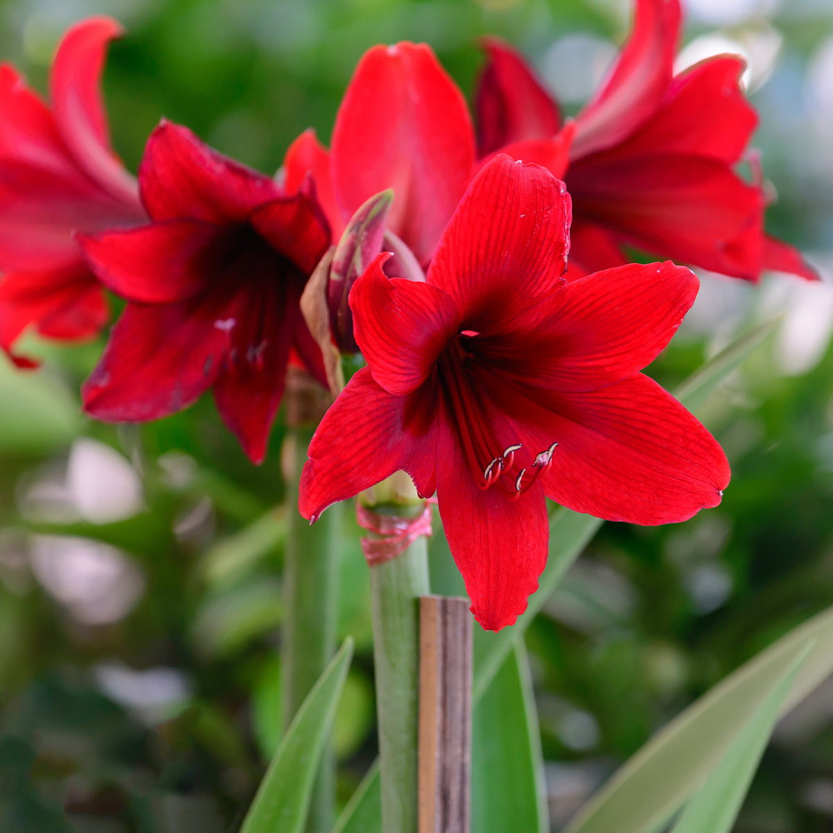 Amaryllis in Wachs - Wachs Amaryllis Magic Rosé Gold - Amaryllis Magic Rosé Gold