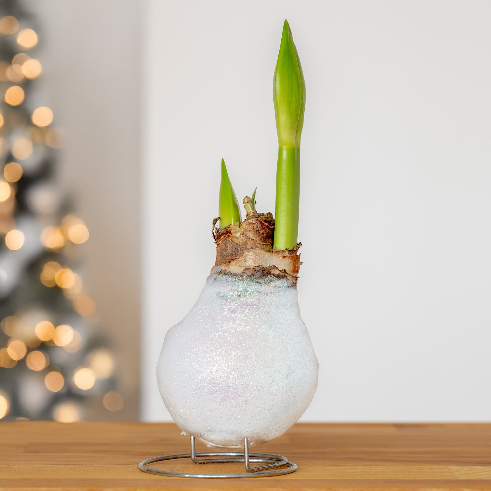 amaryllis in wachs aufbewahren Wachs Amaryllis Magic White - Amaryllis Magic White