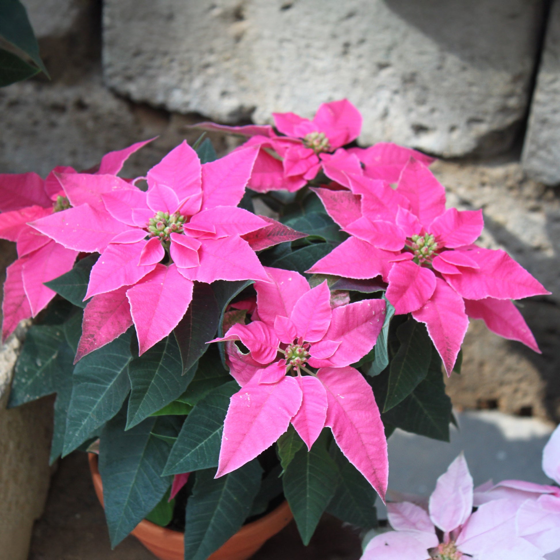 Euphorbia pulcherrima - Rosa Poinsettia - Blühende Zimmerpflanzen