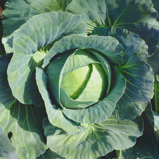 Weißkohl Vestri F1 - Bakker