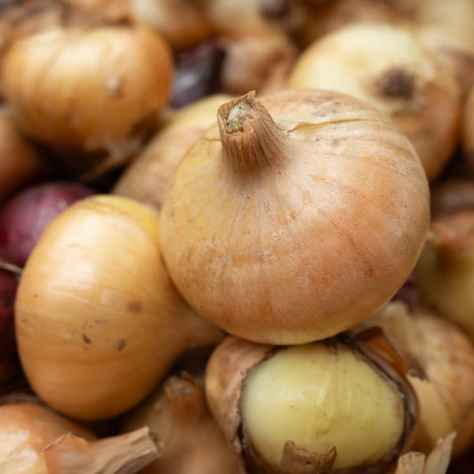 Zwiebel Jaune Paille des Vertus - Bakker