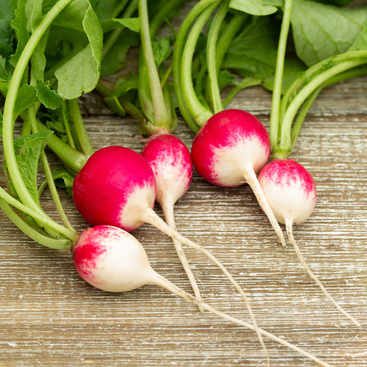 Runder Rettich National 3 - Bakker
