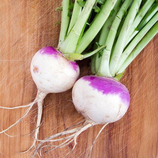 Stängelkohl D'Auvergne Tardive - Bakker