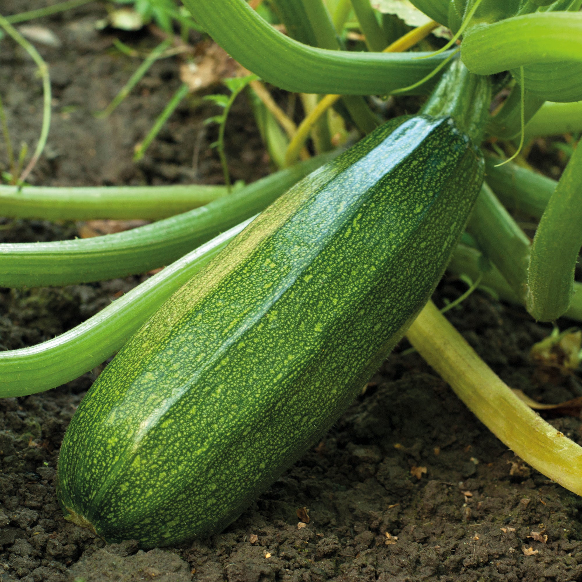 Saatgut Zucchini 'Verte non coureuse' - Cucurbita pepo verte non coureuse  des maraîchers