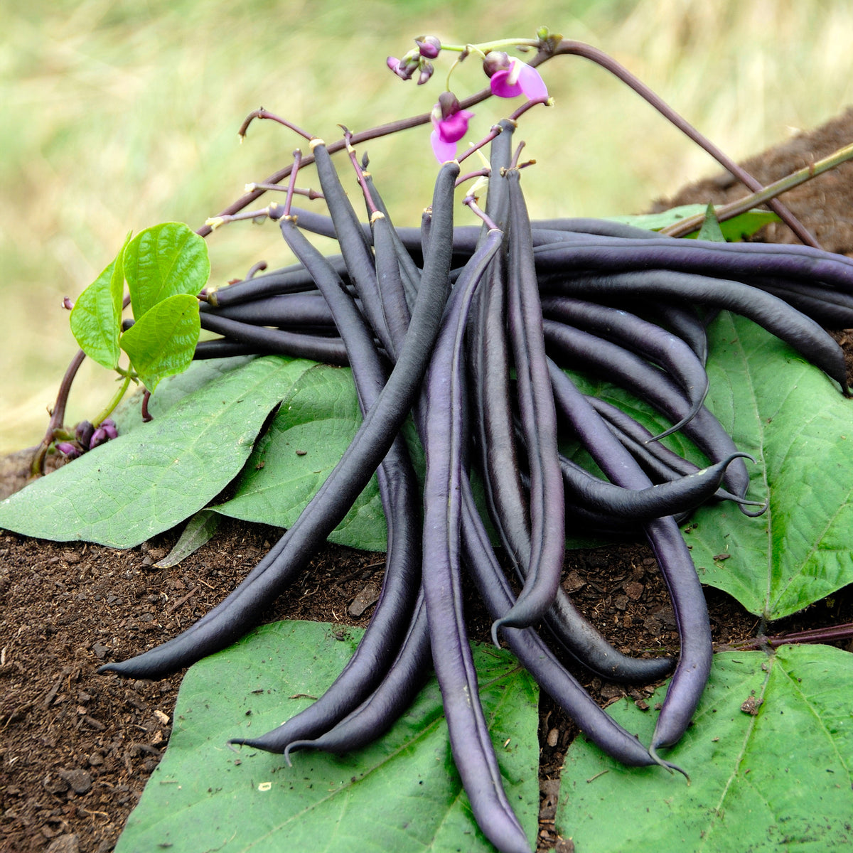 Buschbohne Purple Queen - Phaseolus vulgaris purple queen - Bakker