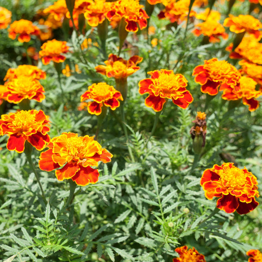 Studentenblume 'Honeycomb' - Bakker
