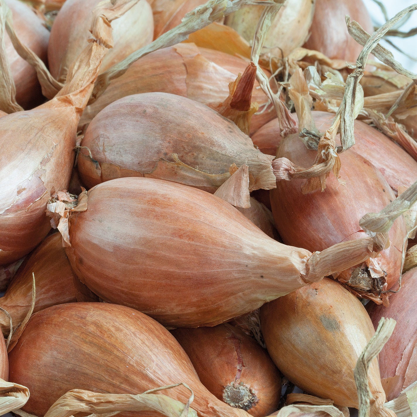 schalotten aufbewahren Blumenzwiebeln Jermor Schalotte - Allium ascalonicum jermor