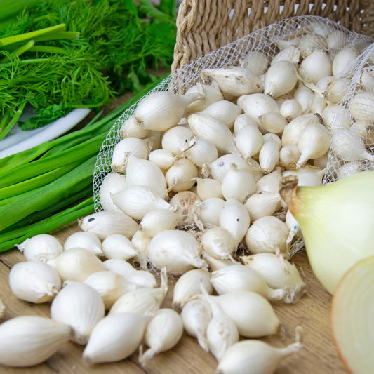 Weiße Steckzwiebel Snowball - Bakker
