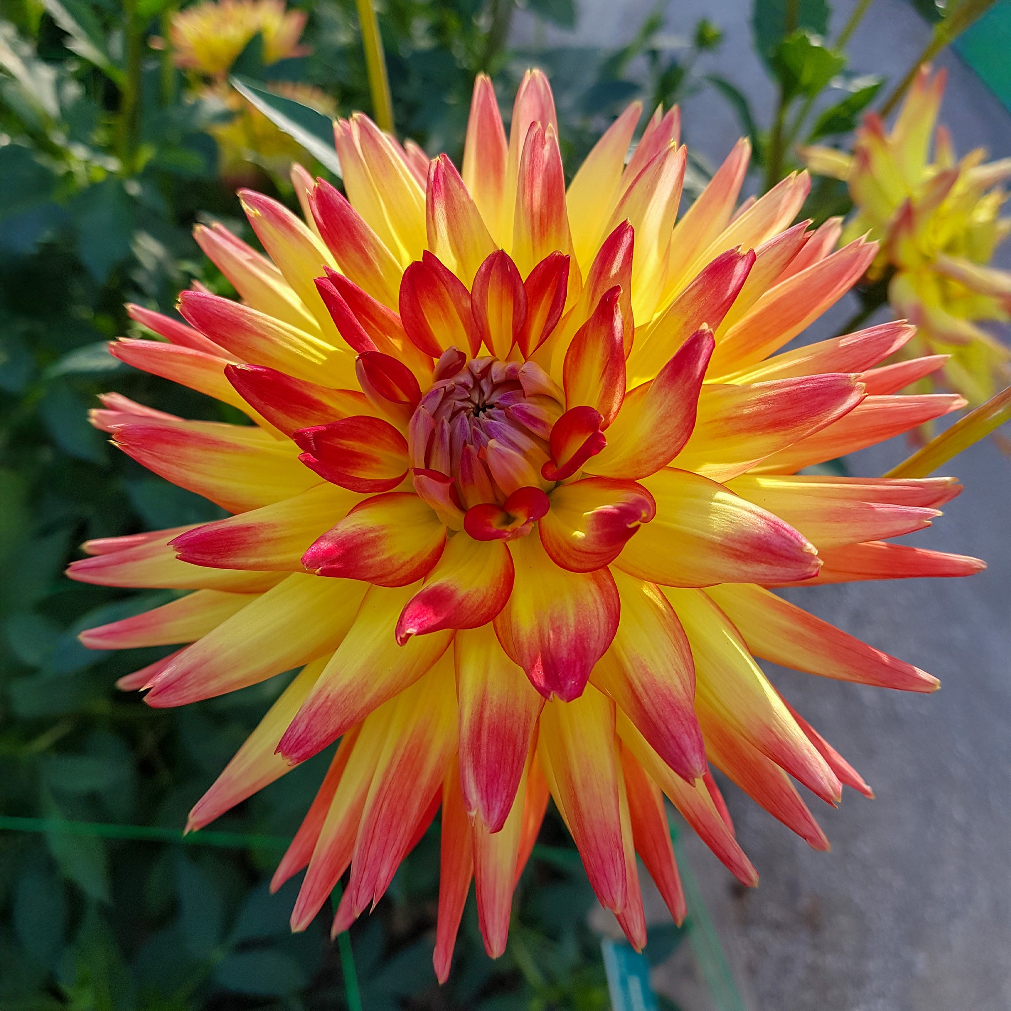 Blumenzwiebeln Kaktus-Dahlie Feuervogel (x3) - Dahlia cactus oiseau de feu 
