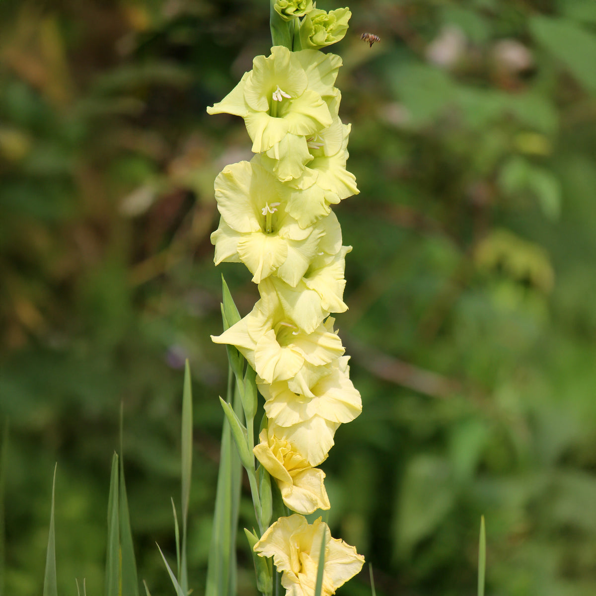 Gladiolen Dingadong (x25) - Gladiolus Dingadong - Bakker