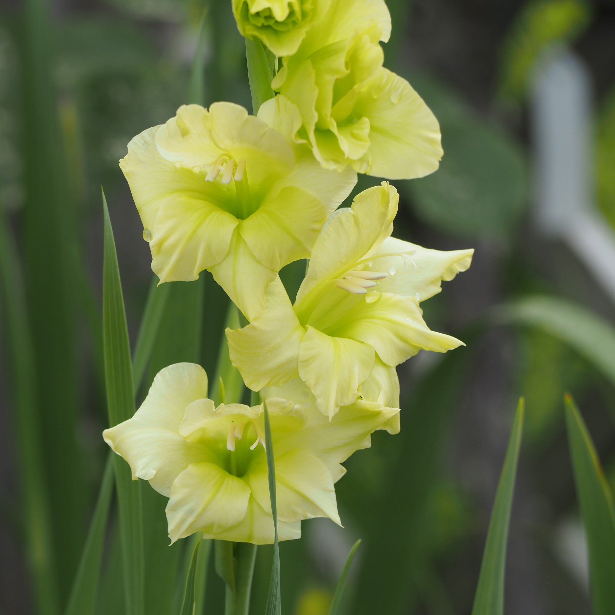 Blumenzwiebeln Gladiolen Dingadong (x25) - Gladiolus Dingadong