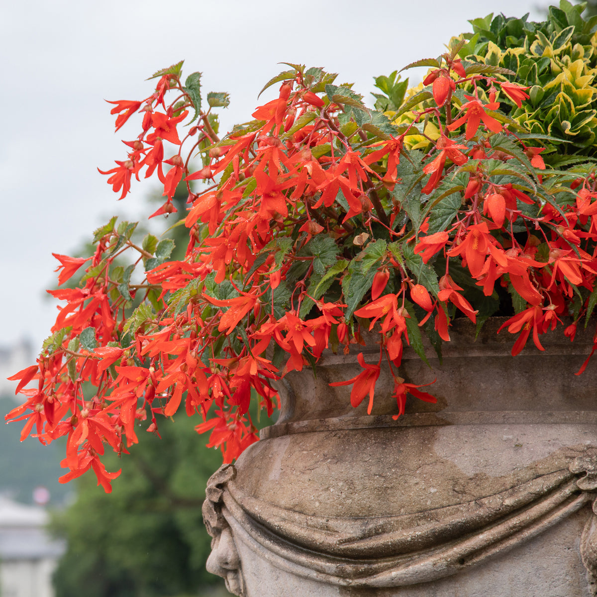 Begonien-Zwiebeln - Begonie Tanais (x2) - Begonia bertinii tanaïs