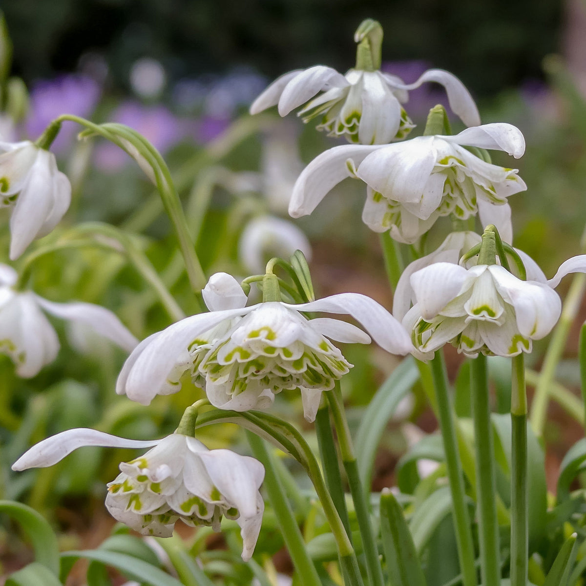Doppeltes Schneeglöckchen (x10) - Galanthus nivalis flore pleno - Bakker