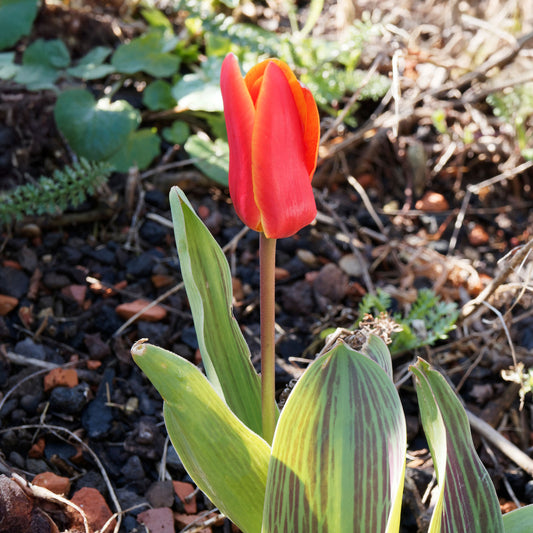 Tulpen Rotkäppchen (x10) - Bakker