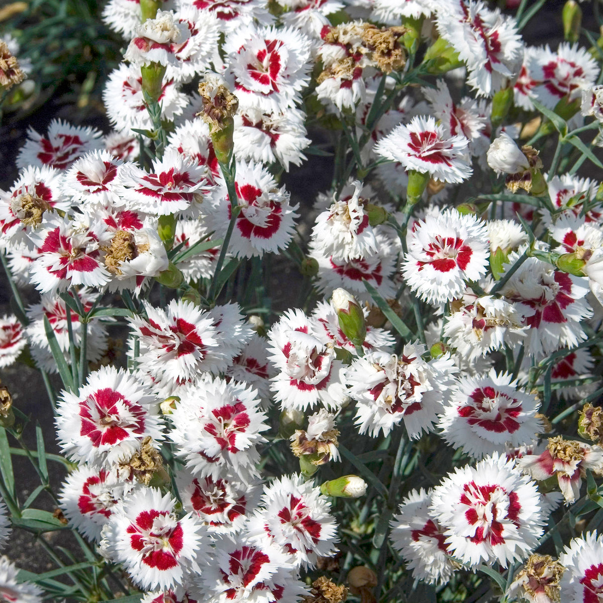 Fransen-Nelke (x2) - Dianthus spiculifolius - Bakker