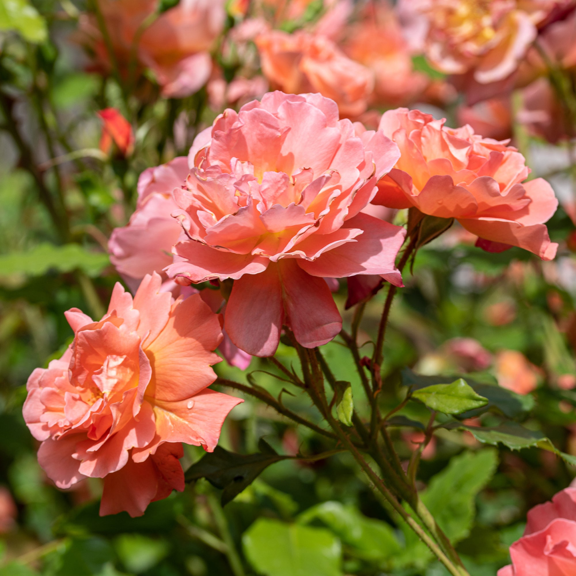 Strauchrose Westerland - Rosa Westerland®