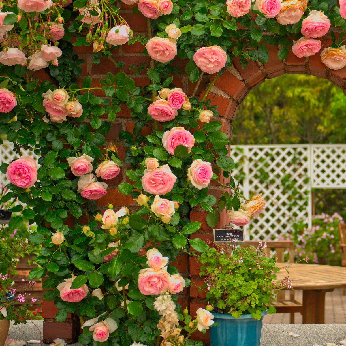 Kletterrose ‘Pierre de Ronsard®’