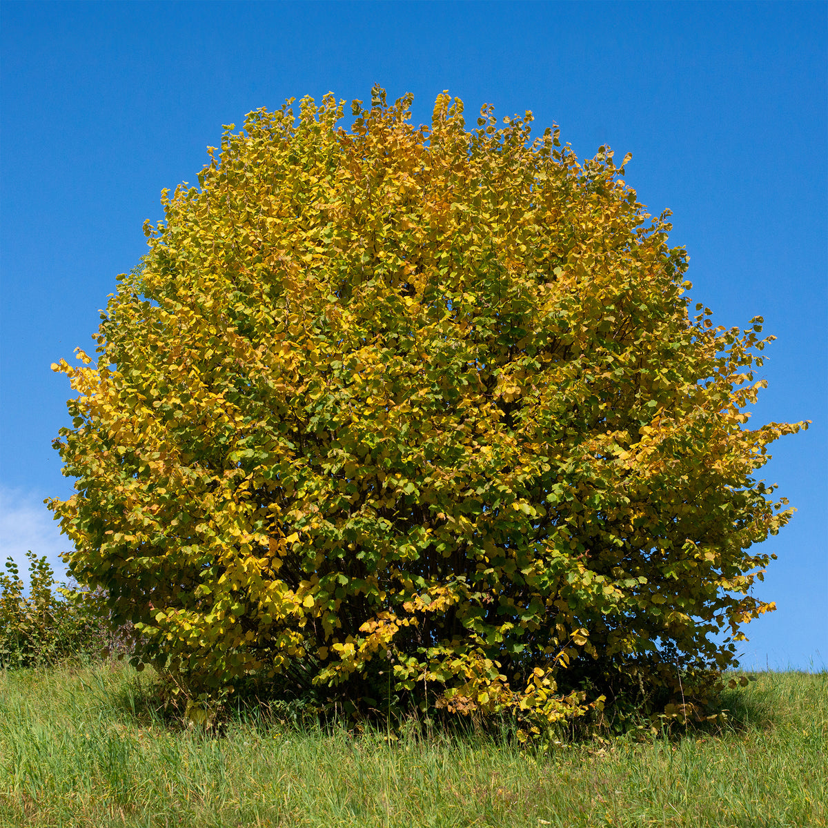 Haselnuss - Corylus avellana - Bakker