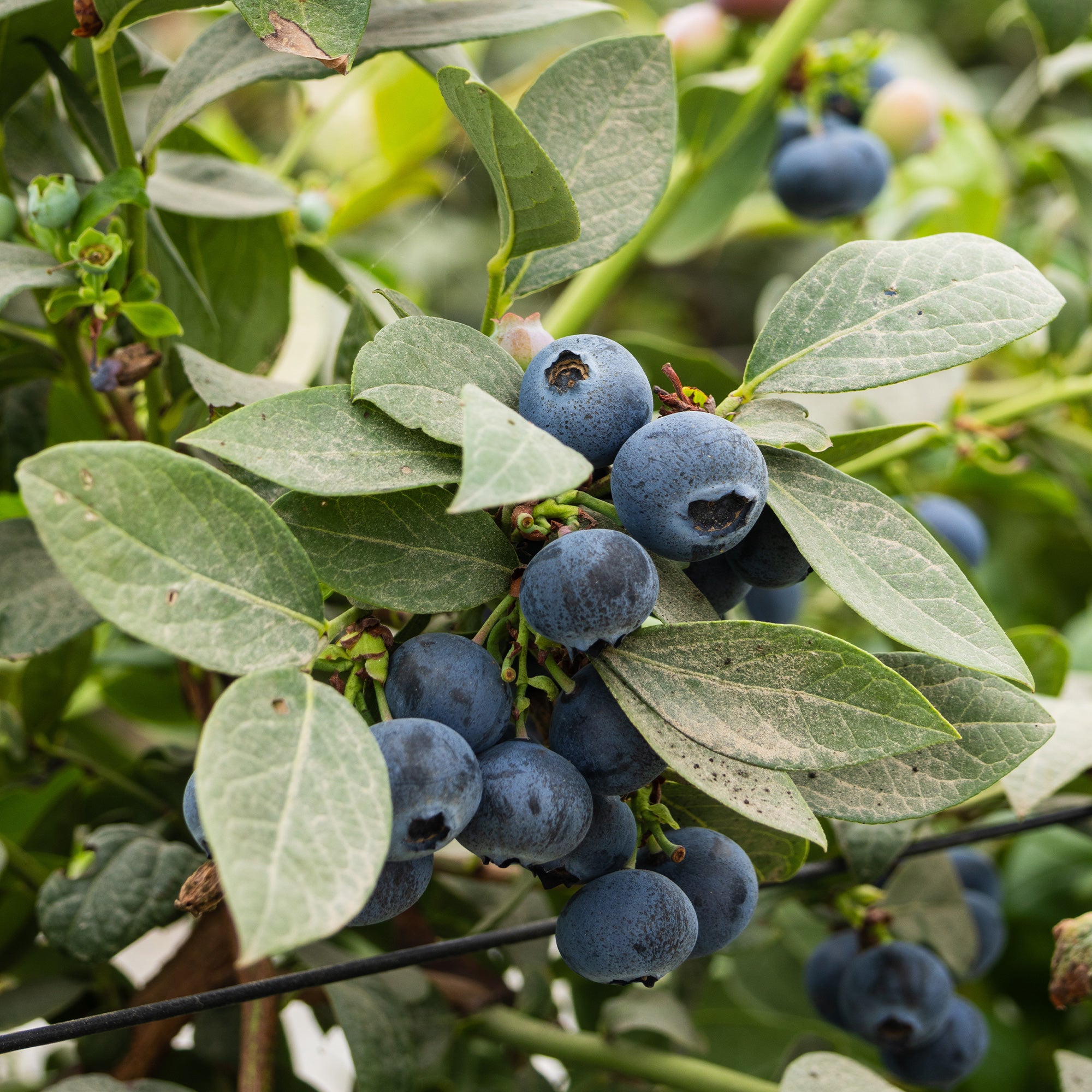 Heidelbeere Vitaminos - Vaccinium corymbosum vitaminos