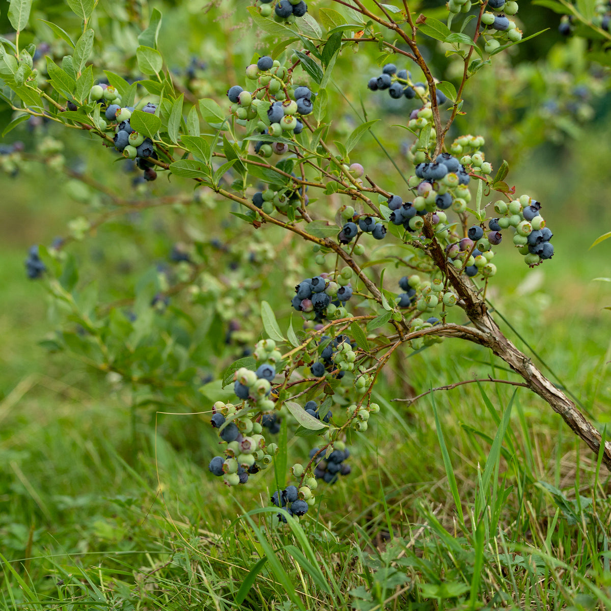 Heidelbeere Vitaminos - Vaccinium corymbosum Vitaminos - Bakker