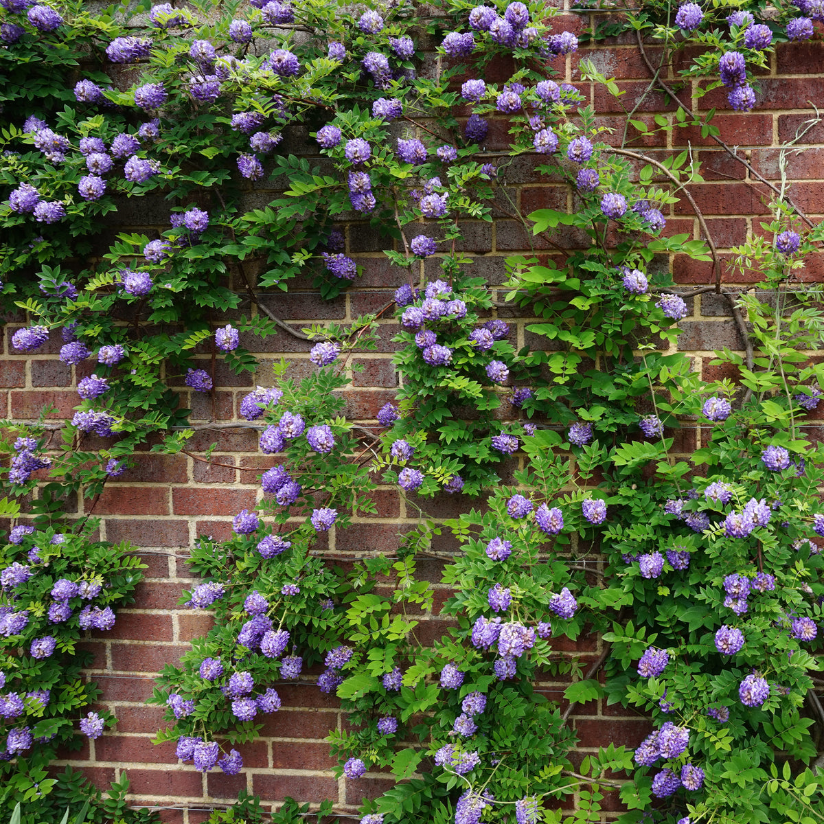 Amerikanischer Blauregen ‘Longwood Purple’ - Bakker
