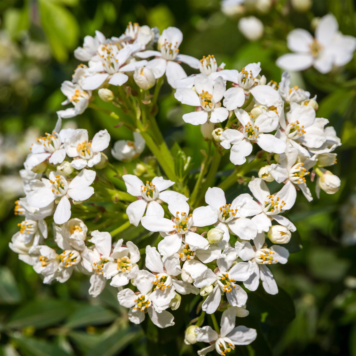 Orangenblume - Balkonsträucher - Bakker
