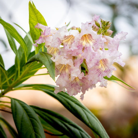 Baumoleander Pink Dawn - Bakker