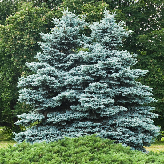 Stechfichte - Bakker