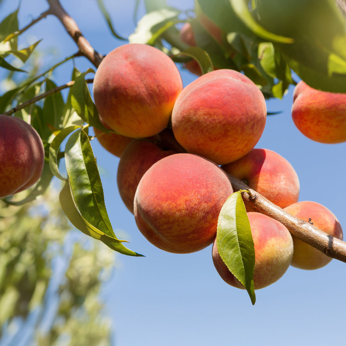 Pfirsich Amsden - Prunus persica Amsden - Bakker