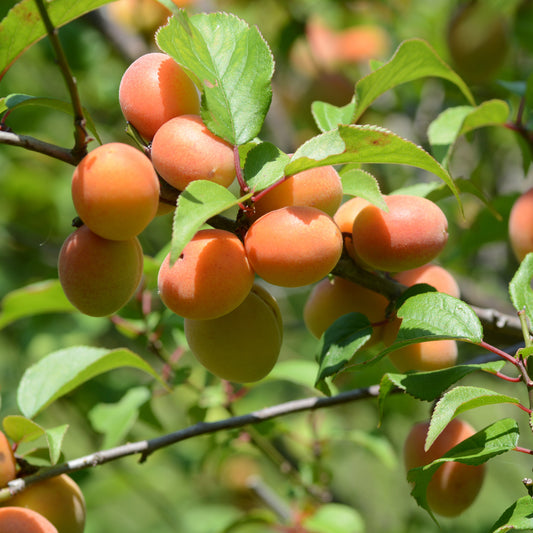 Aprikosenbaum Pfirsich von Nancy