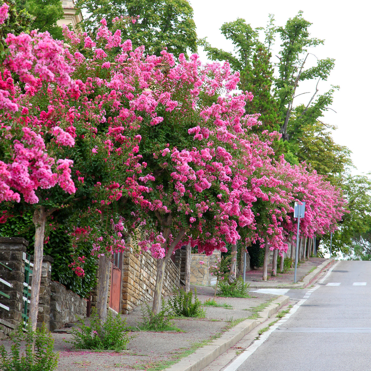 Kräuselmyrte ‘Turenne’ rosa